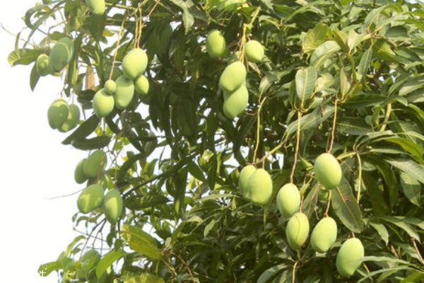 芒果的功效和作用(芒果的功效和作用禁忌) 芒果的功效和作用(芒果的功效和作用禁忌)