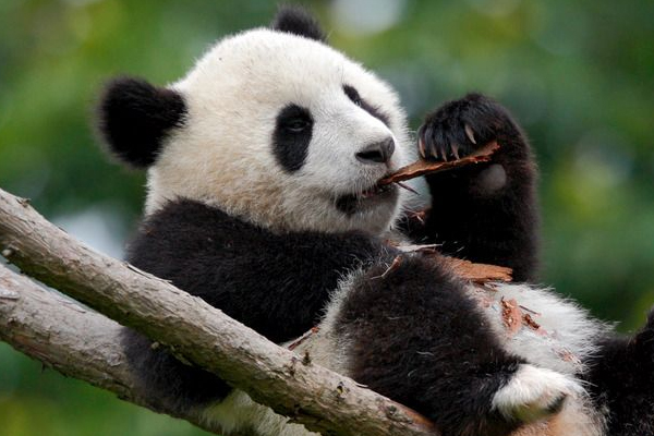 黑眼圈太重怎么办(黑眼圈很重怎么去除)