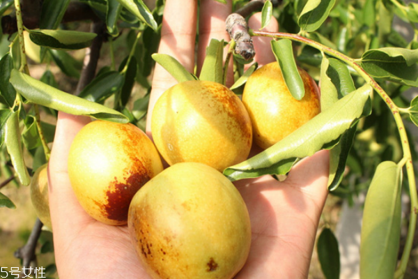 吃冬枣会拉肚子吗(吃冬枣会拉肚子吗)