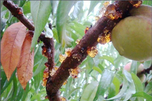 桃胶的作用(桃胶的作用和功效)