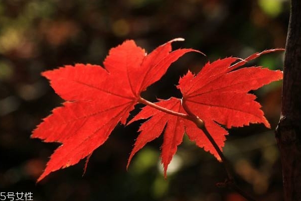秋天上火的人在饮食上主要注意以下(秋冬季上火应吃什么)