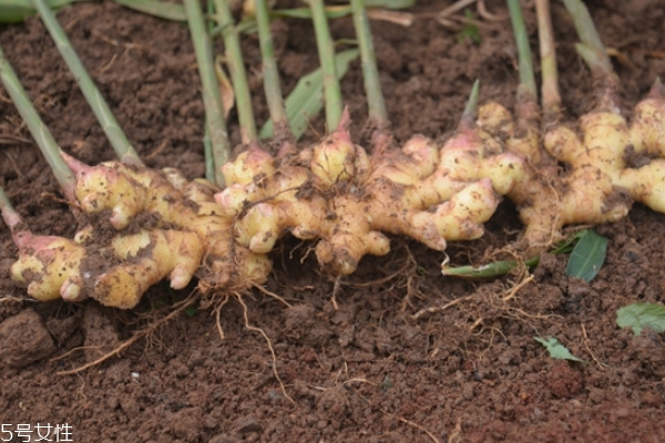 生姜生发的方法(生姜生发使用方法)