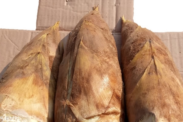 三伏贴什么时候开始贴(三伏贴什么时候开始贴最好)