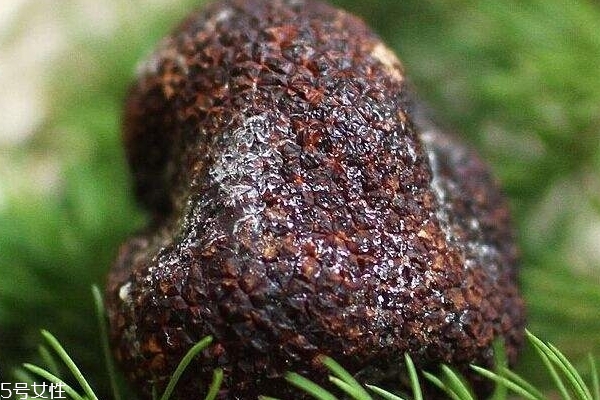 松露的功效(松露的功效和作用)