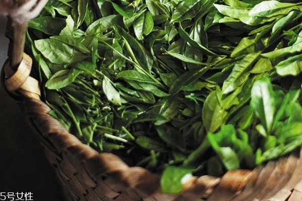 正山小种什么季节喝(正山小种什么季节喝好)