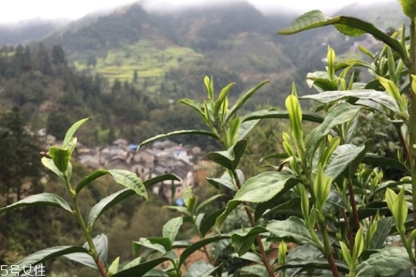 绿茶包括哪些茶叶(绿茶包括哪些茶叶品种)