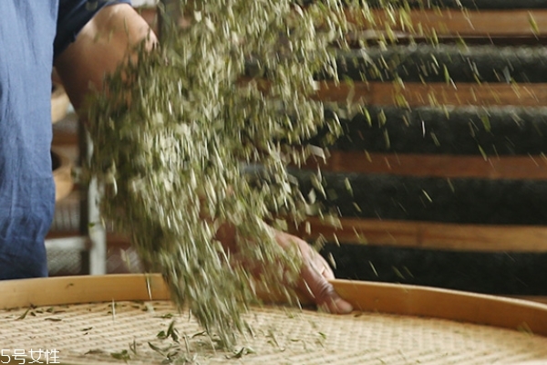 白毫银针小知识(什么是白毫银针) 白毫银针小知识(什么是白毫银针)