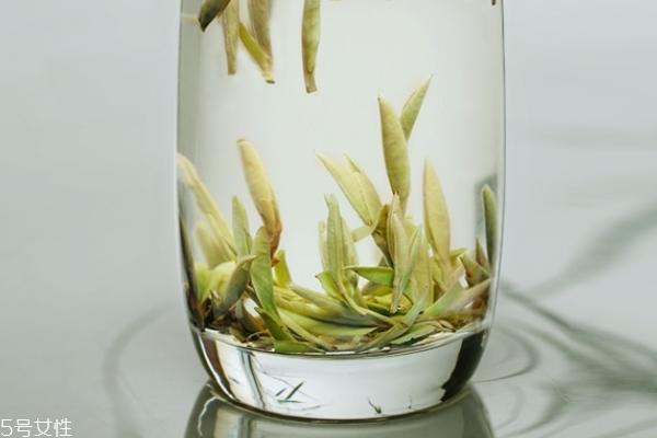 白毫银针小知识(什么是白毫银针)