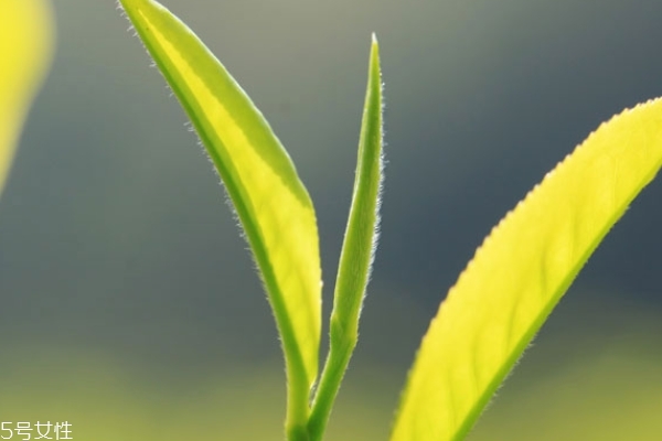 小种红茶怎么样(正山小种红茶怎么样)