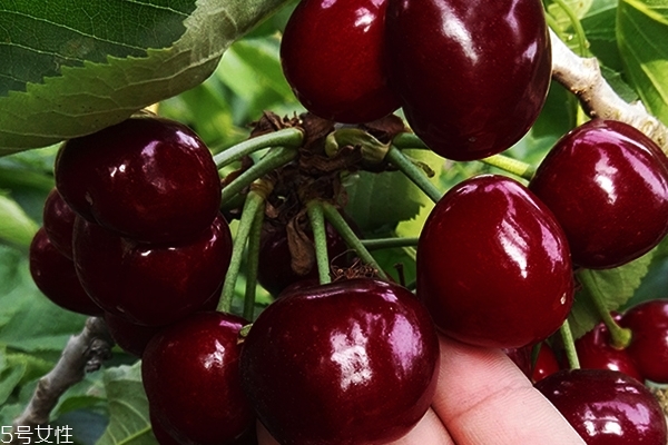 吃完车厘子嘴巴黑怎么回事(吃完车厘子嘴巴发黑) 吃完车厘子嘴巴黑怎么回事(吃完车厘子嘴巴发黑)