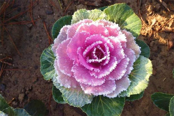 羽衣甘蓝怎么做好吃(羽衣甘蓝怎么做好吃)