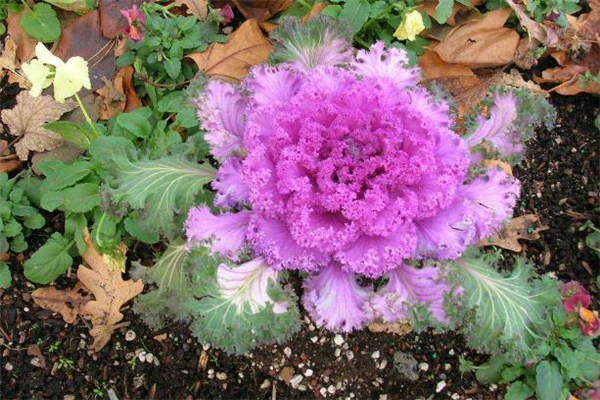 自测腮红过不过敏(腮红会过敏吗) 自测腮红过不过敏(腮红会过敏吗)