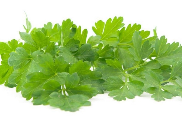 香菜的药用作用(香菜的药用作用)