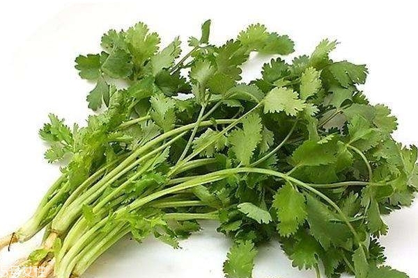 香菜煮水能退烧吗(香菜煮水能退烧吗还要放什么东西吗) 香菜煮水能退烧吗(香菜煮水能退烧吗还要放什么东西吗)