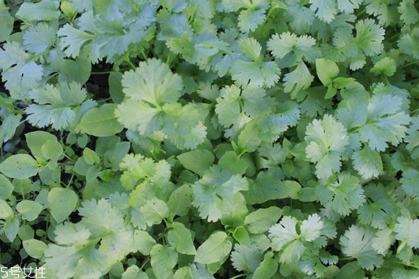 关于香菜的十大好处(香菜有哪些好处)