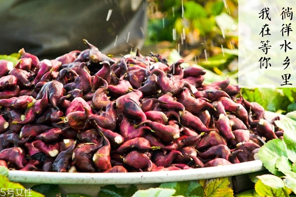 菱角小知识(菱角有什么用)