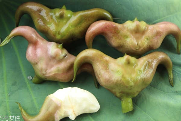 菱角的功效(菱角的功效和作用) 菱角的功效(菱角的功效和作用)