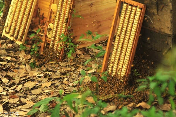 蜂王浆适宜什么人群吃(蜂王浆适宜什么人群吃?)