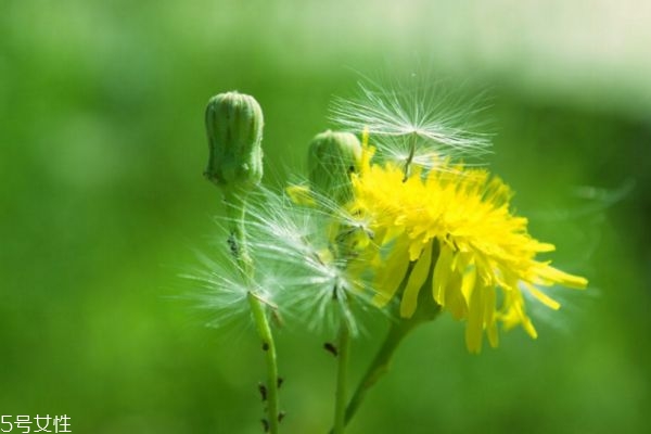 蒲公英茶性寒喝时加点它效果会更好(蒲公英茶性寒吗)