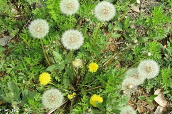 蒲公英的其他好处(蒲公英的好处是什么)