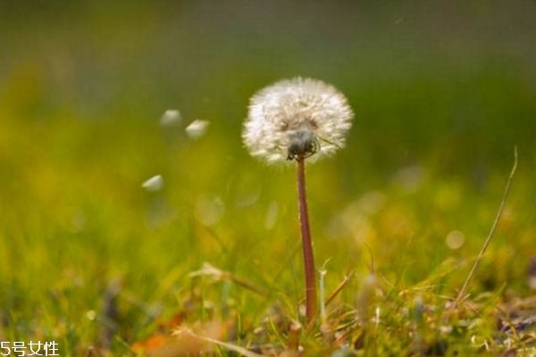 蒲公英泡水(蒲公英泡水喝有什么作用和功效)