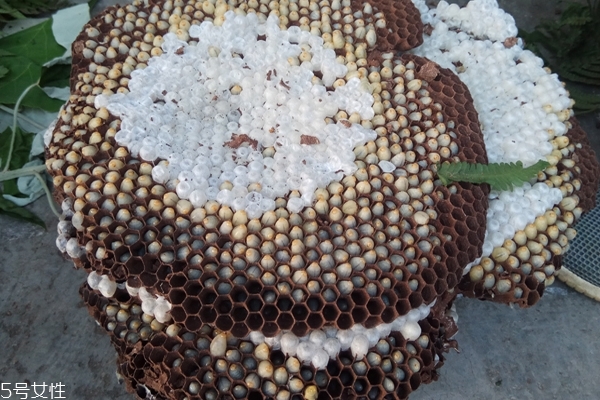 正山小种什么季节喝(喝正山小种的好处) 正山小种什么季节喝(喝正山小种的好处)