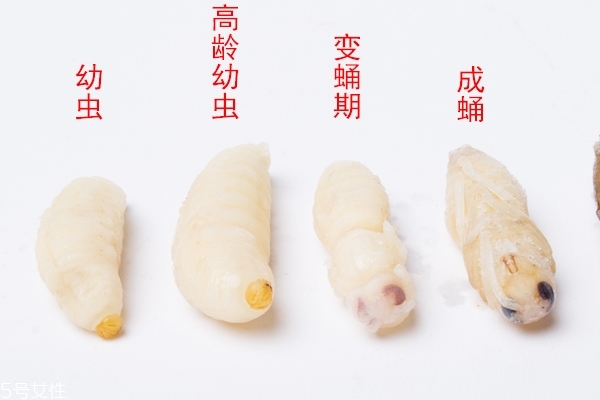 蜂蛹小知识(什么是蜂蛹)