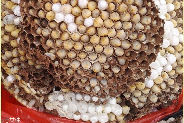 蜂蛹过敏的症状有哪些(蜂蛹过敏是什么原因引起的) 蜂蛹过敏的症状有哪些(蜂蛹过敏是什么原因引起的)