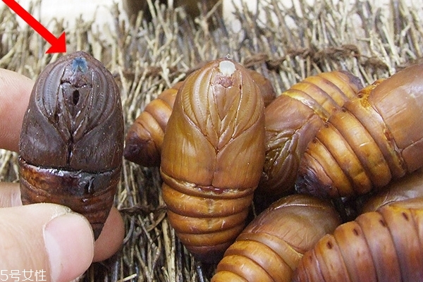 蚕蛹的功效和作用(蚕蛹的功效和作用的功能和主治)