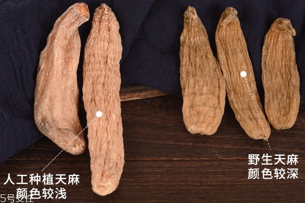 天麻的功效和作用(天麻的功效和作用吃法)