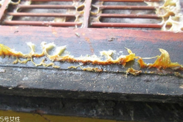 吃蜂胶的好处(吃蜂胶的好处和坏处) 吃蜂胶的好处(吃蜂胶的好处和坏处)