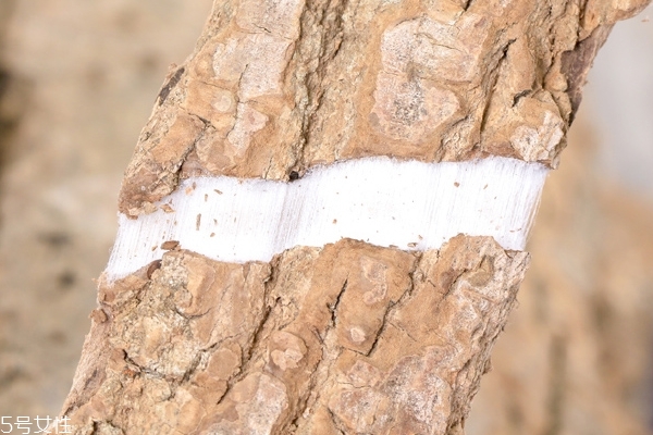 杜仲的作用和功效(杜仲的作用和功效和作用) 杜仲的作用和功效(杜仲的作用和功效和作用)