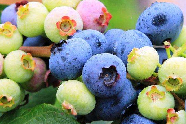 孕妇吃蓝莓的好处(孕妇吃蓝莓的好处有哪些)