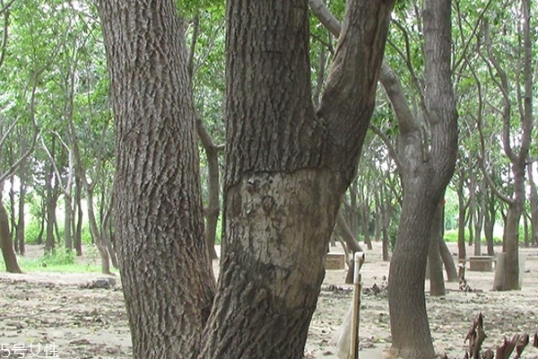 生杜仲和熟杜仲的区别(生杜仲和熟杜仲的区别)