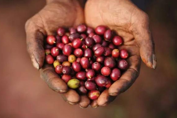 咖啡是水果吗(咖啡是水果吗?)