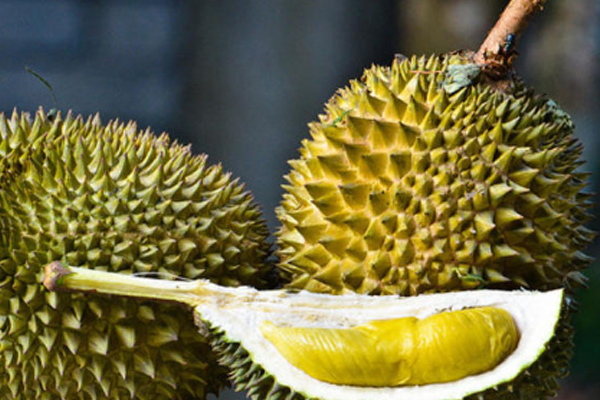 榴莲为什么臭(榴莲为什么臭臭的)