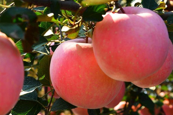 苹果蜡怎么清洗(苹果蜡怎么洗掉)