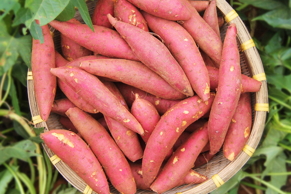 红薯挑选指南(红薯如何挑选)