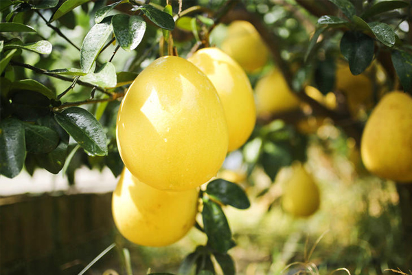 柚子苦能吃吗(红心柚子苦是怎么回事 柚子苦能吃吗)