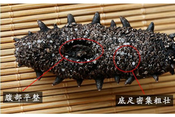 海参腹部吸盘什么颜色(海参吸盘是在哪个部位?) 海参腹部吸盘什么颜色(海参吸盘是在哪个部位?)
