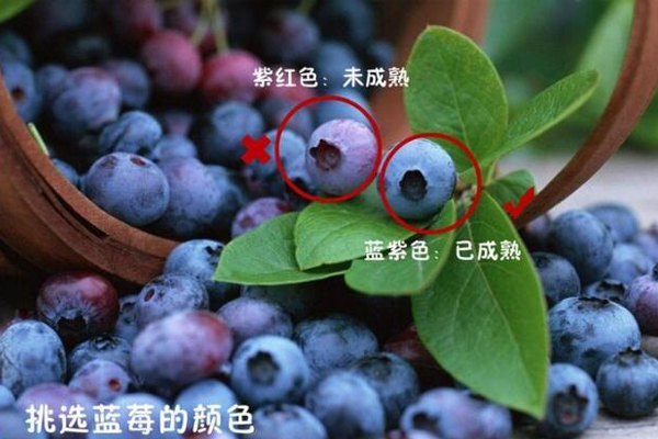 蓝莓购买注意事项(蓝莓怎么买)