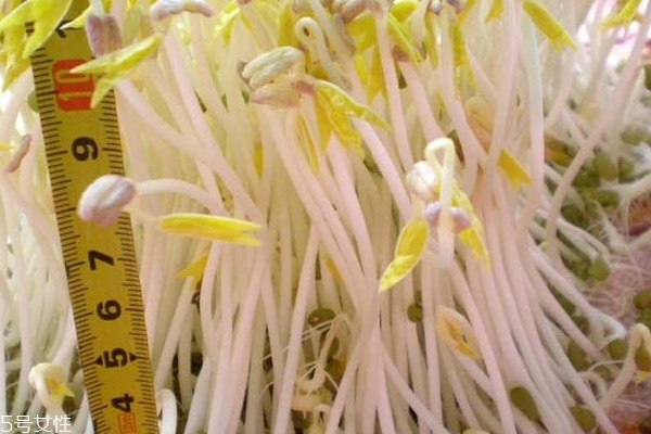 黄豆芽和绿豆芽的做法(绿豆芽的制作方法)