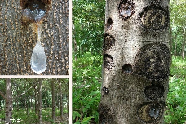 雪燕怎么分级(雪燕等级分类)