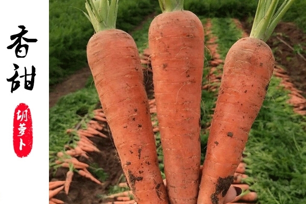 胡萝卜做法指导(胡萝卜怎么做法)