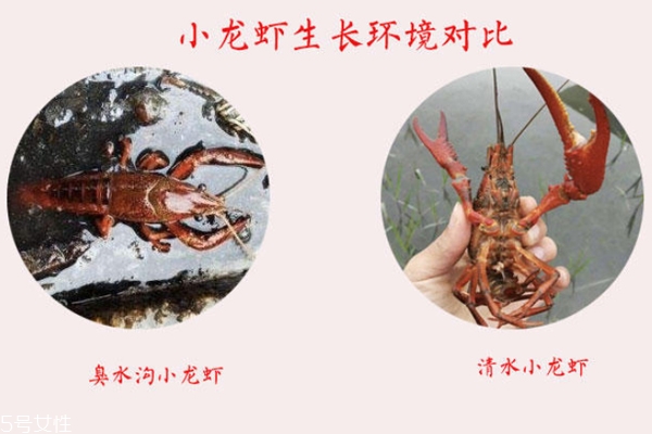 小龙虾什么气味好(小龙虾什么味道) 小龙虾什么气味好(小龙虾什么味道)