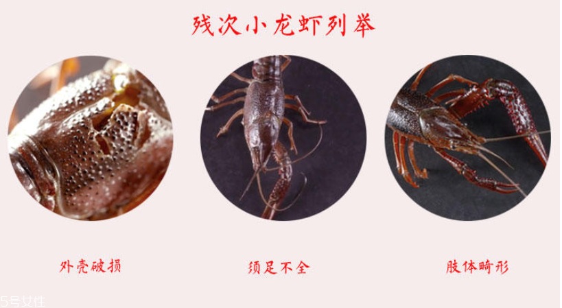 小龙虾外形什么样才好(小龙虾的外形)