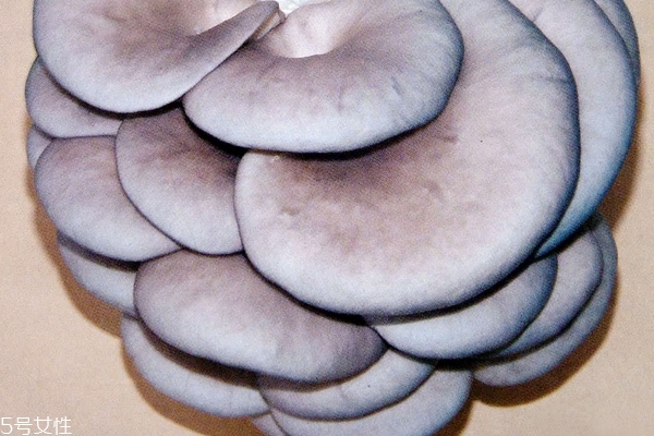 蘑菇炒鱿鱼怎么做好吃(鱿鱼炒蘑菇可以吃吗)