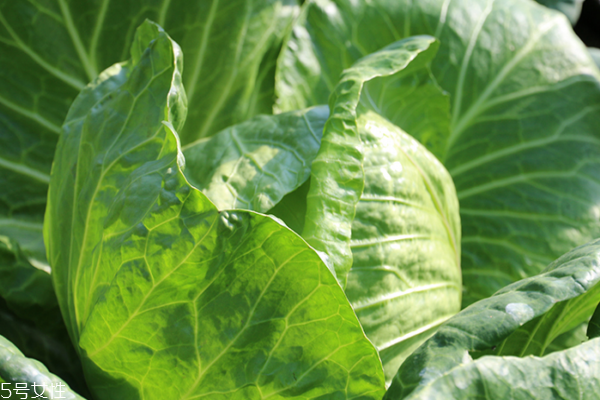 酸包菜炒粉皮的做法(酸包菜炒粉皮的做法)