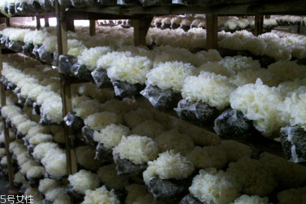 银耳蒂头怎么挑选(怎么挑选好的银耳)