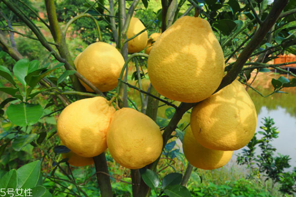 柚子怎么保存(柚子怎么保存时间能久一点)